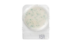 Compact Dry X-SA - Staphylococcus Aureus - 100 Testes